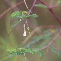 Sesbania bispinosa (Jacq.) W.Wight (Schreb.) Pers.